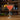 CITRUS COSMO