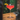 ORCHARD VODKA COSMO